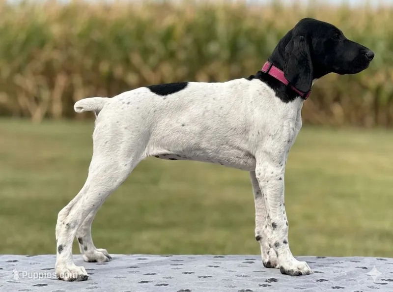 Gretchen BIRDDOG Kennel Potty/Trained AKC ENS ESI – German Shorthaired Pointer puppy for sale in Shenandoah, IA