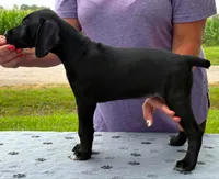 Freya AKC ENS & ESI, a female German Shorthaired Pointer for sale in Shenandoah, IA – 4 of 8