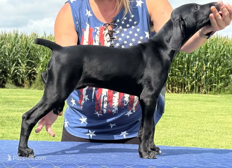 Freya AKC ENS & ESI TRIAL PUP Ready NOW $ Reduced – German Shorthaired Pointer puppy for sale in Shenandoah, IA