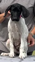 Gretchen BIRDDOG Kennel Potty/Trained AKC ENS ESI, a female German Shorthaired Pointer for sale in Shenandoah, IA – 2 of 9