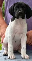 Gretchen AKC ENS & ESI, a female German Shorthaired Pointer for sale in Shenandoah, IA – 2 of 7