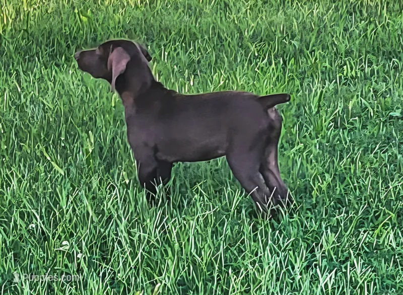 Suede AKC ENS & ESI Class Act READY NOW $ REDUCED – German Shorthaired Pointer puppy for sale in Shenandoah, IA