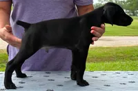 READY NOW! Fritz AKC ENS ESI Started DNA CLEAR, a male German Shorthaired Pointer for sale in Shenandoah, IA – 2 of 9