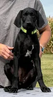 Fritz AKC Started BirdDog Kennel Potty Trained, a male German Shorthaired Pointer for sale in Shenandoah, IA – 4 of 10