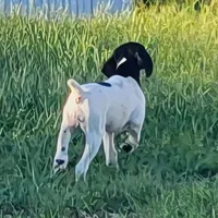 Gretchen Trial potential AKC ENS & ESI READY NOW!, a female German Shorthaired Pointer for sale in Shenandoah, IA – 2 of 10