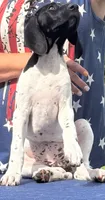 Gretchen BIRDDOG Kennel Potty/Trained AKC ENS ESI, a female German Shorthaired Pointer for sale in Shenandoah, IA – 5 of 9