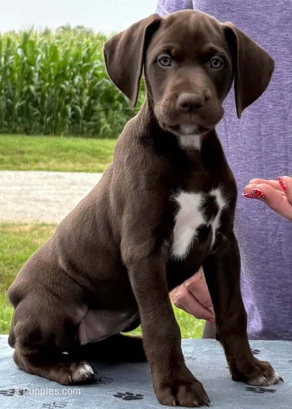 Greta AKC ENS & ESI – German Shorthaired Pointer puppy for sale in Shenandoah, IA