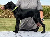 Fritz AKC Started BirdDog Kennel Potty Trained, a male German Shorthaired Pointer for sale in Shenandoah, IA – 3 of 10