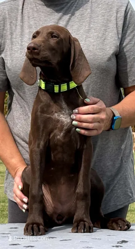 Suede Family Kennel & Potty Trained AKC ENS & ESI – German Shorthaired Pointer puppy for sale in Shenandoah, IA