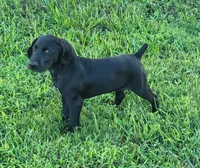 READY NOW! Fritz AKC ENS ESI Started DNA CLEAR, a male German Shorthaired Pointer for sale in Shenandoah, IA – 8 of 9