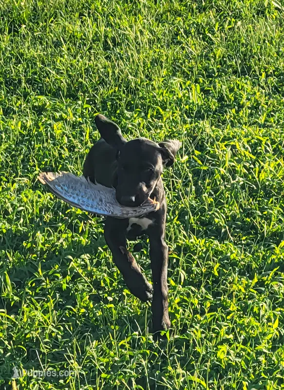 Freya AKC ENS & ESI TRIAL PUP Ready NOW $ Reduced – German Shorthaired Pointer puppy for sale in Shenandoah, IA
