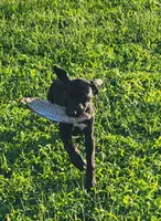 Freya AKC ENS & ESI TRIAL PUP Ready NOW $ Reduced, a female German Shorthaired Pointer for sale in Shenandoah, IA – 1 of 9