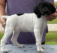 Gretchen AKC ENS & ESI, a female German Shorthaired Pointer for sale in Shenandoah, IA – 3 of 7
