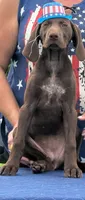 Suede Family Kennel & Potty Trained AKC ENS & ESI, a female German Shorthaired Pointer for sale in Shenandoah, IA – 2 of 10