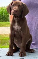 Suede AKC ENS & ESI, a female German Shorthaired Pointer for sale in Shenandoah, IA – 1 of 10