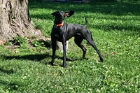Gretchen AKC ENS & ESI READY NOW!, a female German Shorthaired Pointer for sale in Shenandoah, IA – 9 of 9