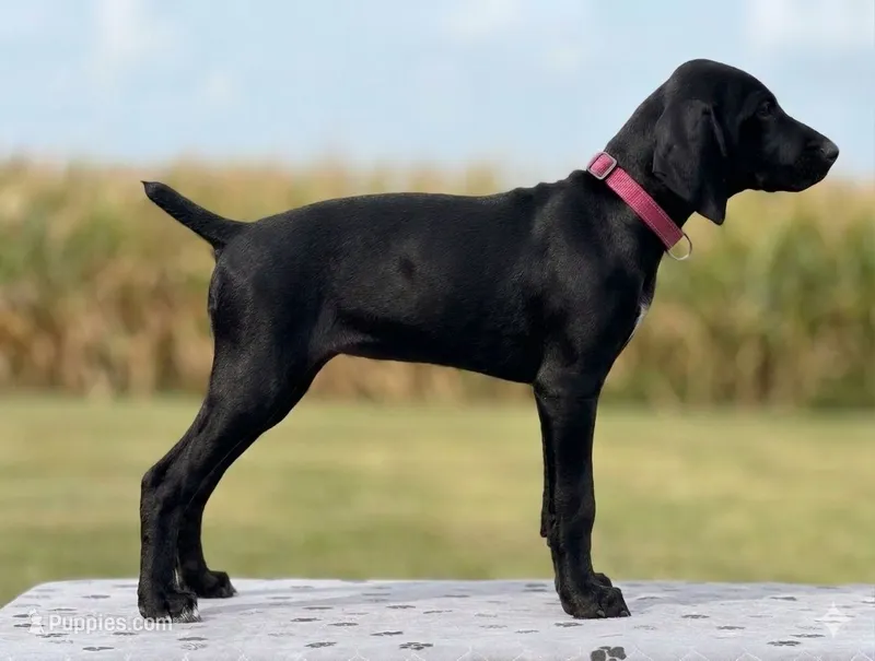 Freya BirdDog Kennel PottyTrained AKC ENS ESI DNA – German Shorthaired Pointer puppy for sale in Shenandoah, IA