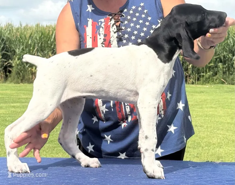 Gretchen Trial potential AKC ENS & ESI READY NOW! – German Shorthaired Pointer puppy for sale in Shenandoah, IA