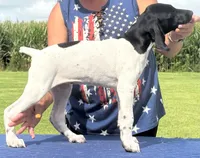 Gretchen BIRDDOG Kennel Potty/Trained AKC ENS ESI, a female German Shorthaired Pointer for sale in Shenandoah, IA – 4 of 9