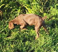 Suede Family Kennel & Potty Trained AKC ENS & ESI, a female German Shorthaired Pointer for sale in Shenandoah, IA – 5 of 10
