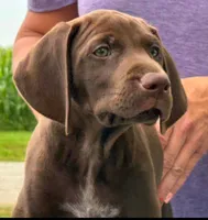 Suede AKC ENS & ESI, a female German Shorthaired Pointer for sale in Shenandoah, IA – 10 of 10