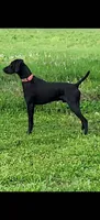 READY NOW! Fritz AKC ENS ESI Started DNA CLEAR, a male German Shorthaired Pointer for sale in Shenandoah, IA – 5 of 9