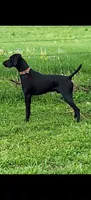 Freya AKC ENS & ESI, a female German Shorthaired Pointer for sale in Shenandoah, IA – 5 of 8