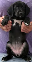 Freya AKC ENS & ESI, a female German Shorthaired Pointer for sale in Shenandoah, IA – 3 of 8