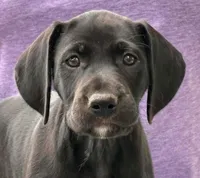 Freya AKC ENS & ESI, a female German Shorthaired Pointer for sale in Shenandoah, IA – 2 of 8