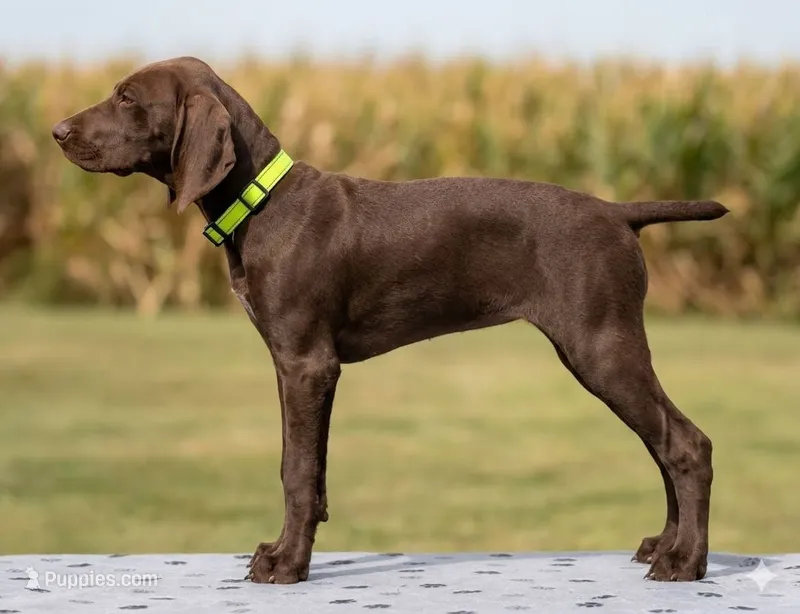 Suede Family Kennel & Potty Trained AKC ENS & ESI – German Shorthaired Pointer puppy for sale in Shenandoah, IA