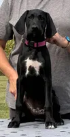 Freya BirdDog Kennel PottyTrained AKC ENS ESI DNA, a female German Shorthaired Pointer for sale in Shenandoah, IA – 3 of 10