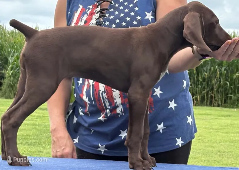 Suede AKC ENS & ESI Class Act READY NOW $ REDUCED – German Shorthaired Pointer puppy for sale in Shenandoah, IA