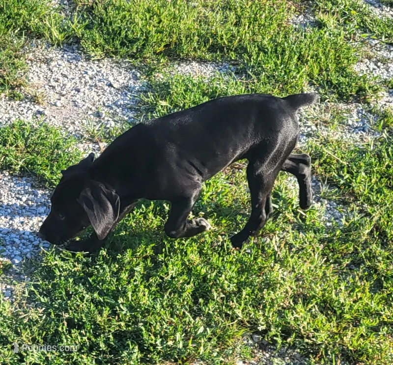 Freya AKC ENS & ESI – German Shorthaired Pointer puppy for sale in Shenandoah, IA