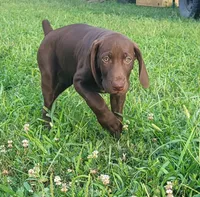 Suede AKC ENS & ESI, a female German Shorthaired Pointer for sale in Shenandoah, IA – 4 of 10