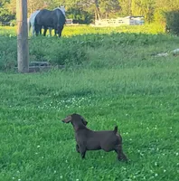 Suede Family Kennel & Potty Trained AKC ENS & ESI, a female German Shorthaired Pointer for sale in Shenandoah, IA – 4 of 10