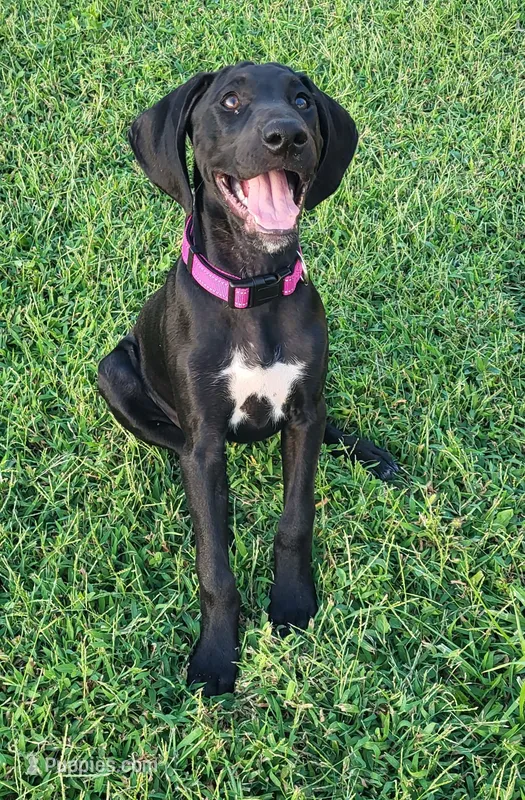 Freya BirdDog Kennel PottyTrained AKC ENS ESI DNA – German Shorthaired Pointer puppy for sale in Shenandoah, IA