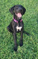 Freya BirdDog Kennel PottyTrained AKC ENS ESI DNA, a female German Shorthaired Pointer for sale in Shenandoah, IA – 1 of 10