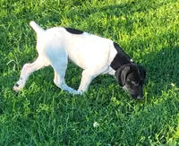 Gretchen Trial potential AKC ENS & ESI READY NOW!, a female German Shorthaired Pointer for sale in Shenandoah, IA – 1 of 10