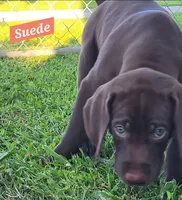 Suede AKC ENS & ESI, a female German Shorthaired Pointer for sale in Shenandoah, IA – 5 of 10