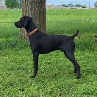 Suede AKC ENS & ESI, a female German Shorthaired Pointer for sale in Shenandoah, IA – 7 of 10
