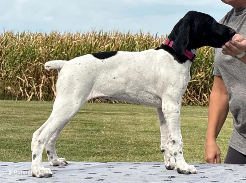 Gretchen BIRDDOG Kennel Potty/Trained AKC ENS ESI – German Shorthaired Pointer puppy for sale in Shenandoah, IA