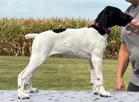 Gretchen BIRDDOG Kennel Potty/Trained AKC ENS ESI, a female German Shorthaired Pointer for sale in Shenandoah, IA – 1 of 9