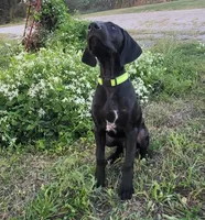 Fritz AKC Started BirdDog Kennel Potty Trained, a male German Shorthaired Pointer for sale in Shenandoah, IA – 2 of 10