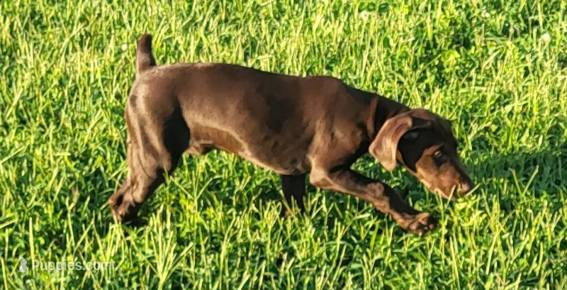 Greta AKC ENS & ESI First Class READY NOW $REDUCED – German Shorthaired Pointer puppy for sale in Shenandoah, IA