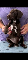 Greta AKC ENS & ESI, a female German Shorthaired Pointer for sale in Shenandoah, IA – 3 of 6