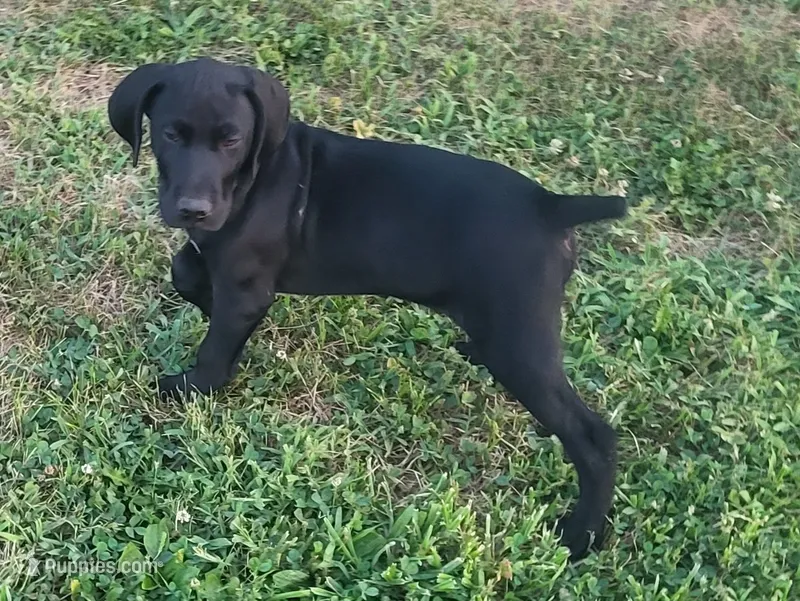 READY NOW! Fritz AKC ENS ESI Started DNA CLEAR – German Shorthaired Pointer puppy for sale in Shenandoah, IA