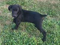 READY NOW! Fritz AKC ENS ESI Started DNA CLEAR, a male German Shorthaired Pointer for sale in Shenandoah, IA – 1 of 9
