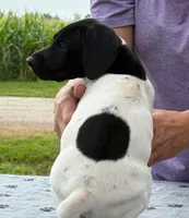 Gretchen AKC ENS & ESI, a female German Shorthaired Pointer for sale in Shenandoah, IA – 5 of 7