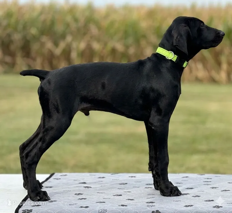 Fritz AKC Started BirdDog Kennel Potty Trained – German Shorthaired Pointer puppy for sale in Shenandoah, IA
