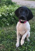 Gretchen BIRDDOG Kennel Potty/Trained AKC ENS ESI, a female German Shorthaired Pointer for sale in Shenandoah, IA – 3 of 9